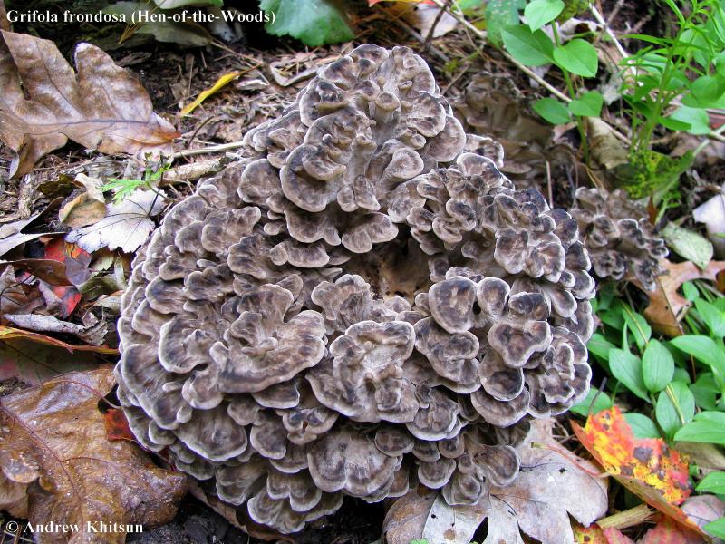 ram's head ، sheep's head ، maitake  ، signorina mushroom